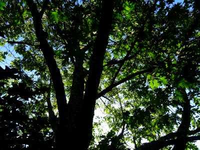 Tronc et branches du Chêne écarlate splendens, Quercus coc… 