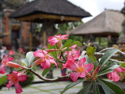 Bali asia indonesia