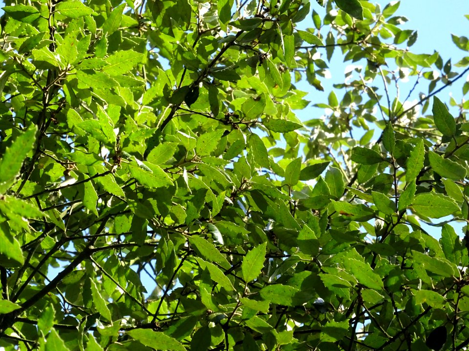 Chêne vert, Quercus ilex, Fagacées, Arboretum de Chèvrelou… 