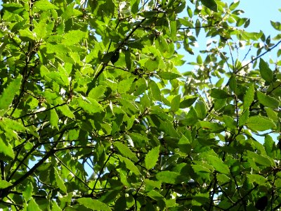 Chêne vert, Quercus ilex, Fagacées, Arboretum de Chèvrelou… 