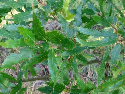 Chêne du Liban, Quercus libani, Fagacées, Arboretum de Chè… 