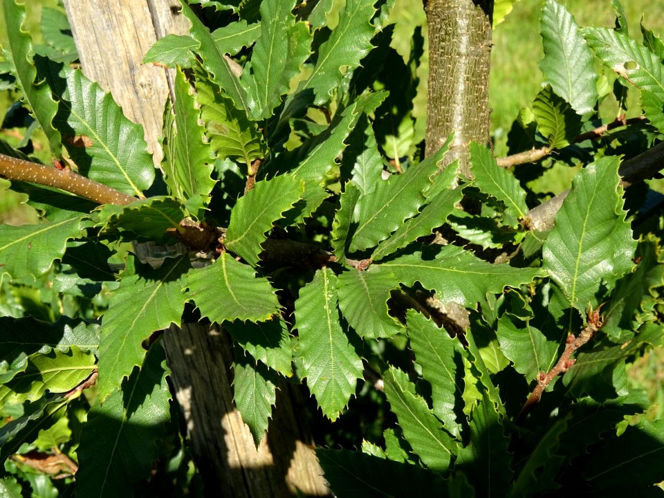 Chêne du Liban, Quercus libani, Fagacées, Arboretum de Chè… 