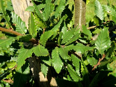 Chêne du Liban, Quercus libani, Fagacées, Arboretum de Chè… 