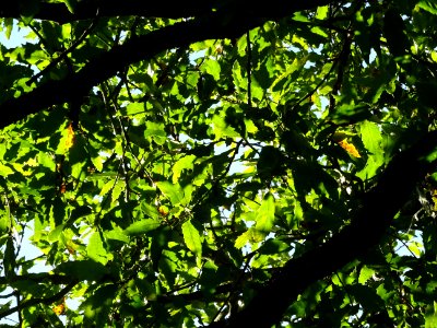 Chêne du Liban, Quercus libani, Fagacées, Arboretum de Chè… 