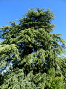Cèdre du Liban, Cedrus libani, Pinacées, Arboretum de Chèv… 