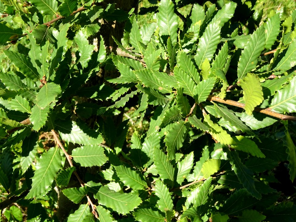 Chêne du Liban, Quercus libani, Fagacées, Arboretum de Chè… 
