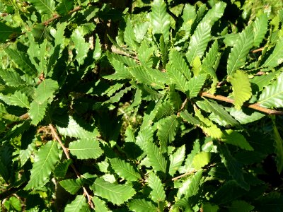Chêne du Liban, Quercus libani, Fagacées, Arboretum de Chè… 