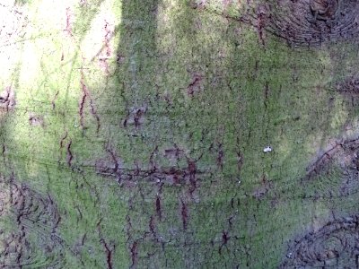 Ecorce du Sapin de Grèce, Abies cephalonica,Pinacées, Arbo… 