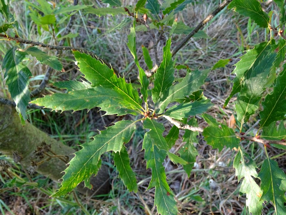Chêne du Liban, Quercus libani, Fagacées, Arboretum de Chè… 