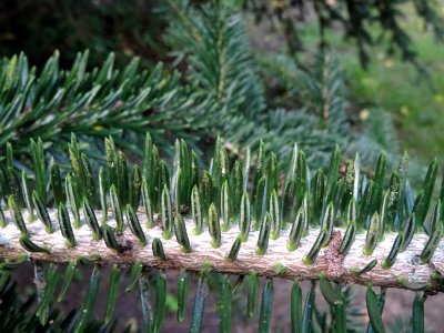 Sapin de Grèce, Abies cephalonica,Pinacées, Arboretum de C… 