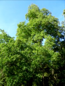 Aulne de Corse ou Aulne à feuilles en coeur, Alnus cordata… 