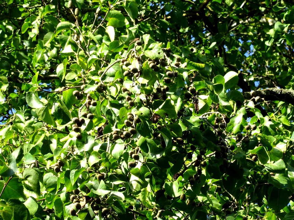 Aulne de Corse ou Aulne à feuilles en coeur, Alnus cordata… 