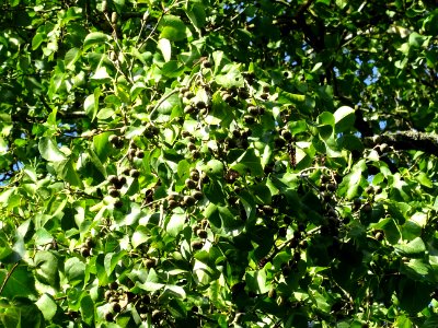 Aulne de Corse ou Aulne à feuilles en coeur, Alnus cordata… 