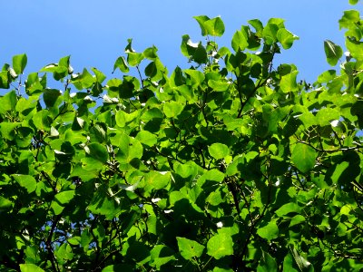 Aulne de Corse ou Aulne à feuilles en coeur, Alnus cordata… 