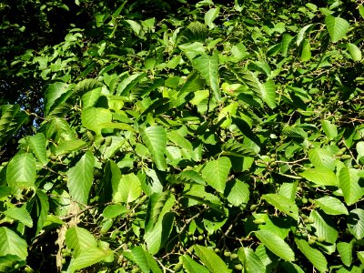 Châtons femelles globuleux globuleux, verts et d'autres se… 