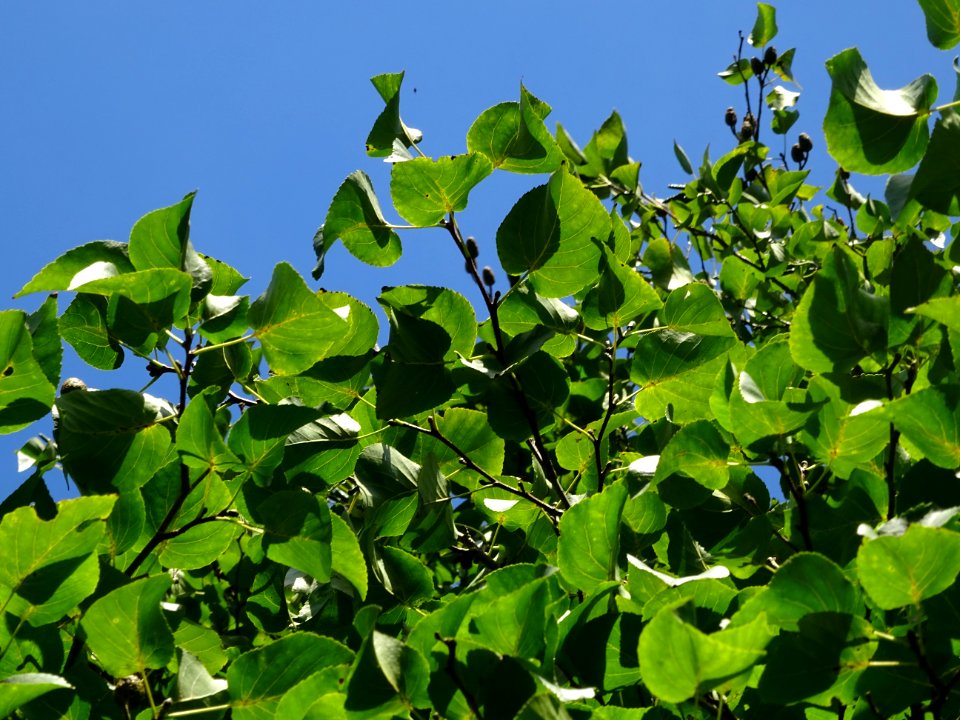 Aulne de Corse ou Aulne à feuilles en coeur, Alnus cordata… 