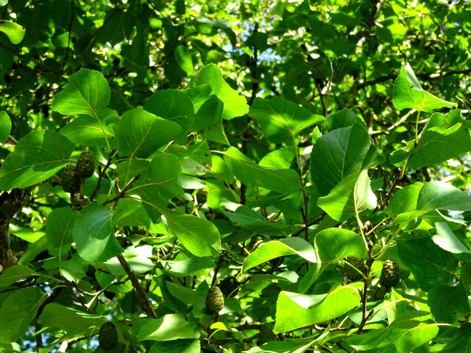 Aulne de Corse ou Aulne à feuilles en coeur, Alnus cordata… 