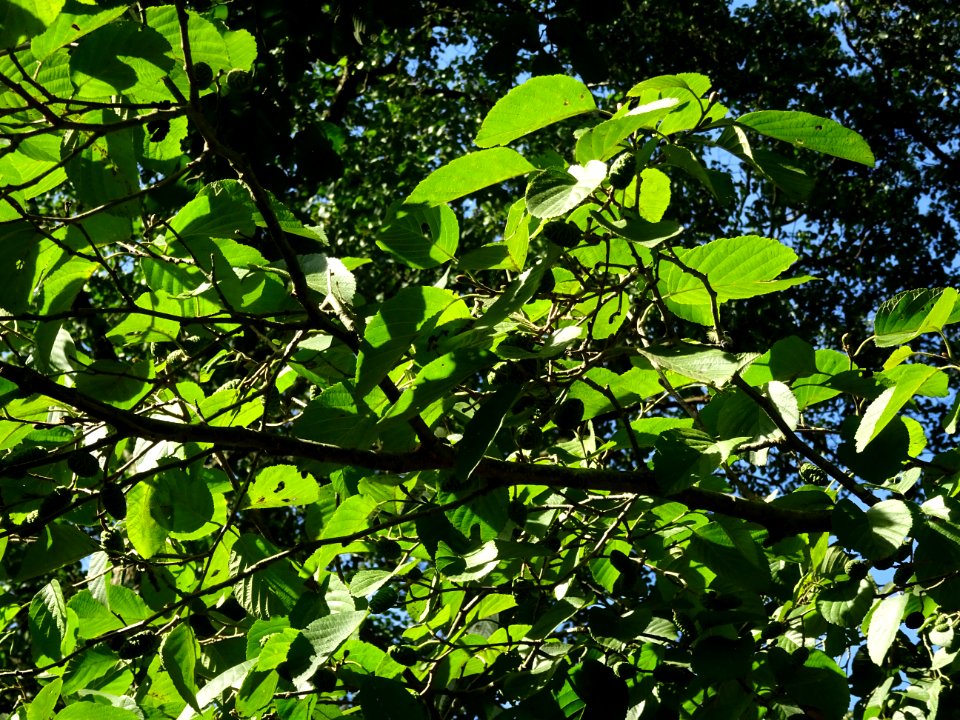 Aulne blanc, Alnus incana, Betulacées, Arboretum de Chèvre… 