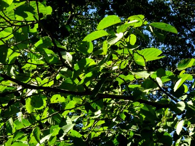 Aulne blanc, Alnus incana, Betulacées, Arboretum de Chèvre… 