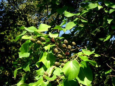 Châtons femelles globuleux de l' Aulne de Corse ou Aulne à… 
