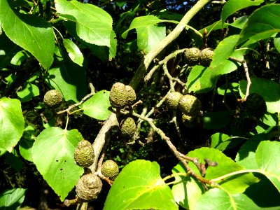 Châtons femelles globuleux de l' Aulne de Corse ou Aulne à… 