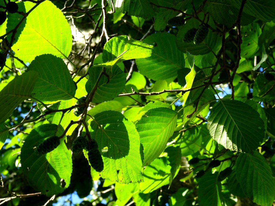 Aulne blanc, Alnus incana, Betulacées, Arboretum de Chèvre… 