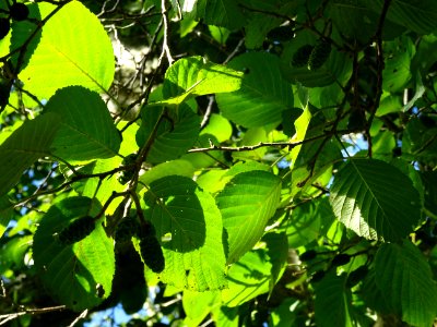 Aulne blanc, Alnus incana, Betulacées, Arboretum de Chèvre… 