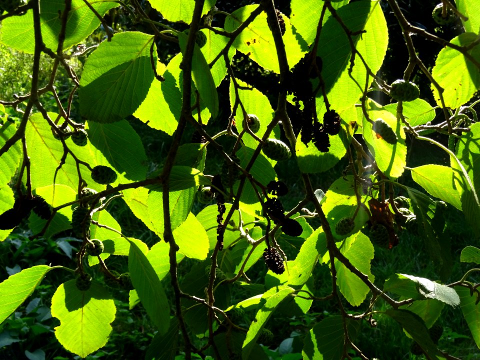 Aulne blanc, Alnus incana, Betulacées, Arboretum de Chèvre… 