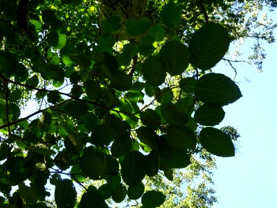 Aulne blanc, Alnus incana, Betulacées, Arboretum de Chèvre… 