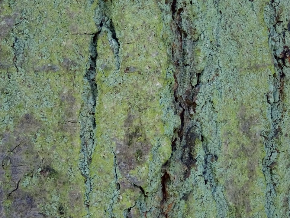 Ecorce de l' Aulne blanc, Alnus incana, Betulacées, Arbore… 