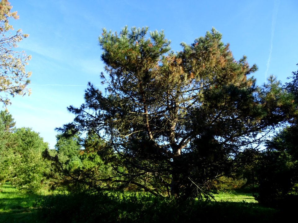 Pin noir des Cévennes, Pinus nigra ssp. Salzmannii, Pinacé… 