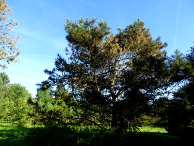 Pin noir des Cévennes, Pinus nigra ssp. Salzmannii, Pinacé… 