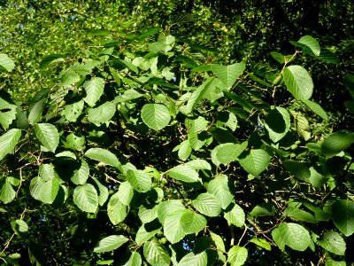 Aulne blanc, Alnus incana, Betulacées, Arboretum de Chèvre… 