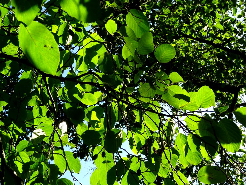 Aulne blanc, Alnus incana, Betulacées, Arboretum de Chèvre… 
