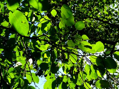 Aulne blanc, Alnus incana, Betulacées, Arboretum de Chèvre… 