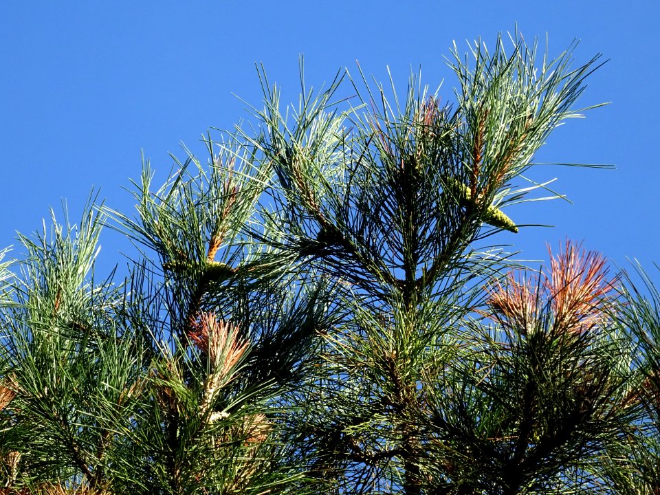 Pin noir des Cévennes, Pinus nigra ssp. Salzmannii, Pinacé… 