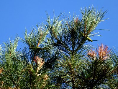 Pin noir des Cévennes, Pinus nigra ssp. Salzmannii, Pinacé… 