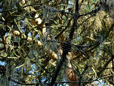 Pin noir des Cévennes, Pinus nigra ssp. Salzmannii, Pinacé… 