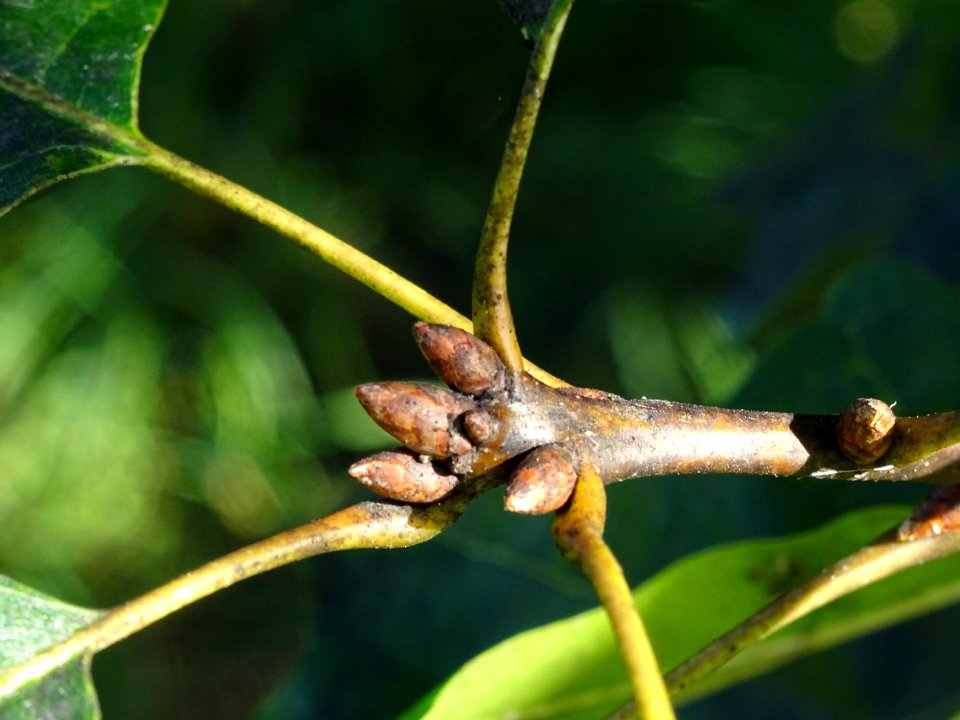 Bourgeons du Chêne hybride schochiana, Quercus X schochian… 