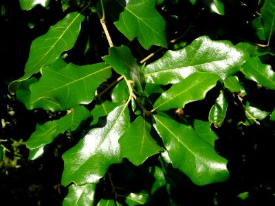 Chêne de Virginie, Quercus virginiana, Fagacées, Arboretum… 