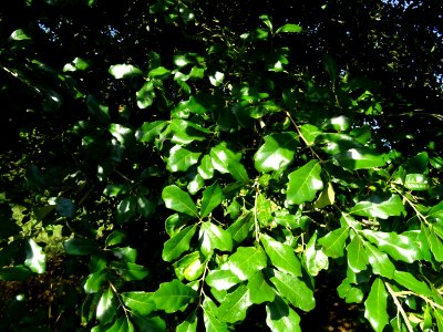 Chêne de Virginie, Quercus virginiana, Fagacées, Arboretum… 
