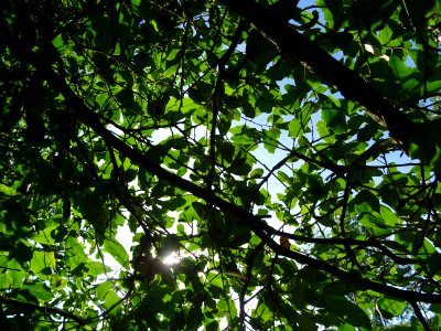 Chêne de Virginie, Quercus virginiana, Fagacées, Arboretum… 