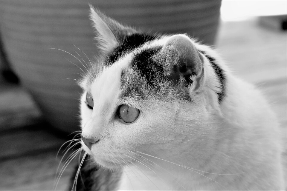 Domestic cat pet cat's eyes