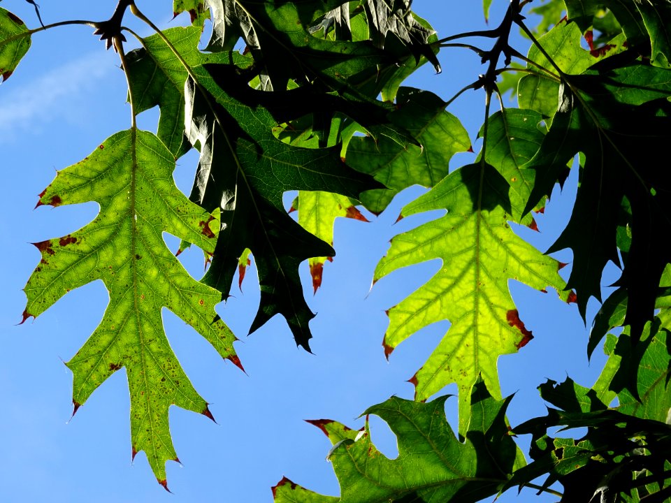Chêne écarlate splendens, Quercus coccinea 'splendens', Fa… 