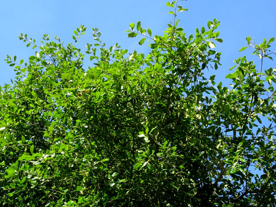 Chêne de Virginie, Quercus virginiana, Fagacées, Arboretum… 