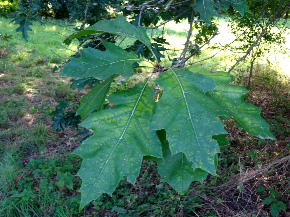Chêne écarlate splendens, Quercus coccinea 'splendens', Fa… 