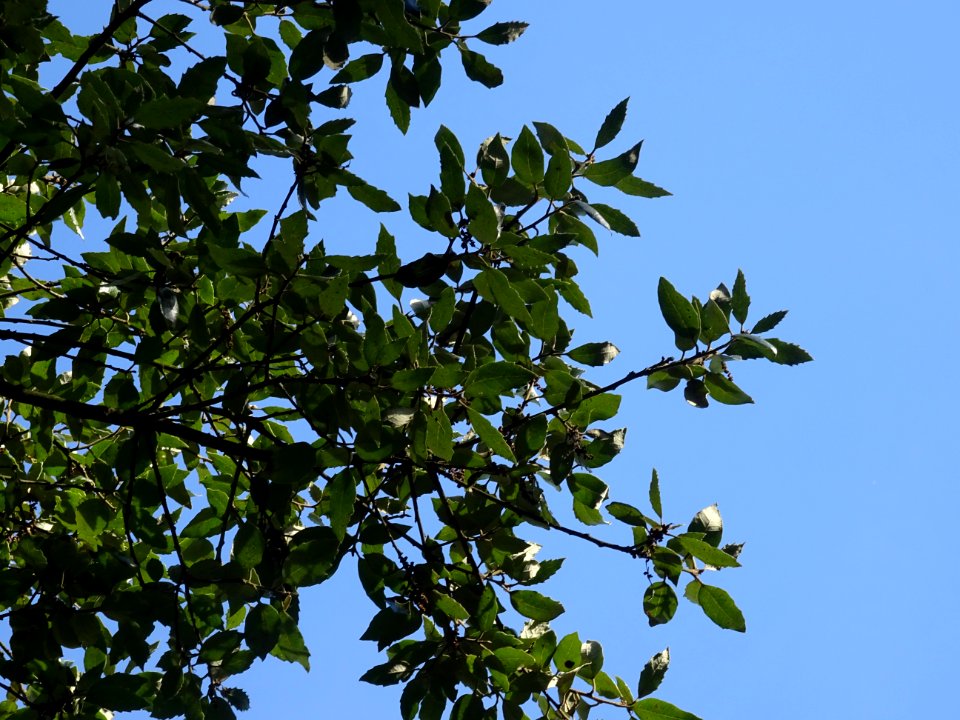 Chêne vert, Quercus ilex, Fagacées, Arboretum de Chèvrelou… 