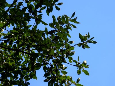 Chêne vert, Quercus ilex, Fagacées, Arboretum de Chèvrelou… 