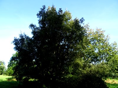 Chêne vert, Quercus ilex, Fagacées, Arboretum de Chèvrelou… 