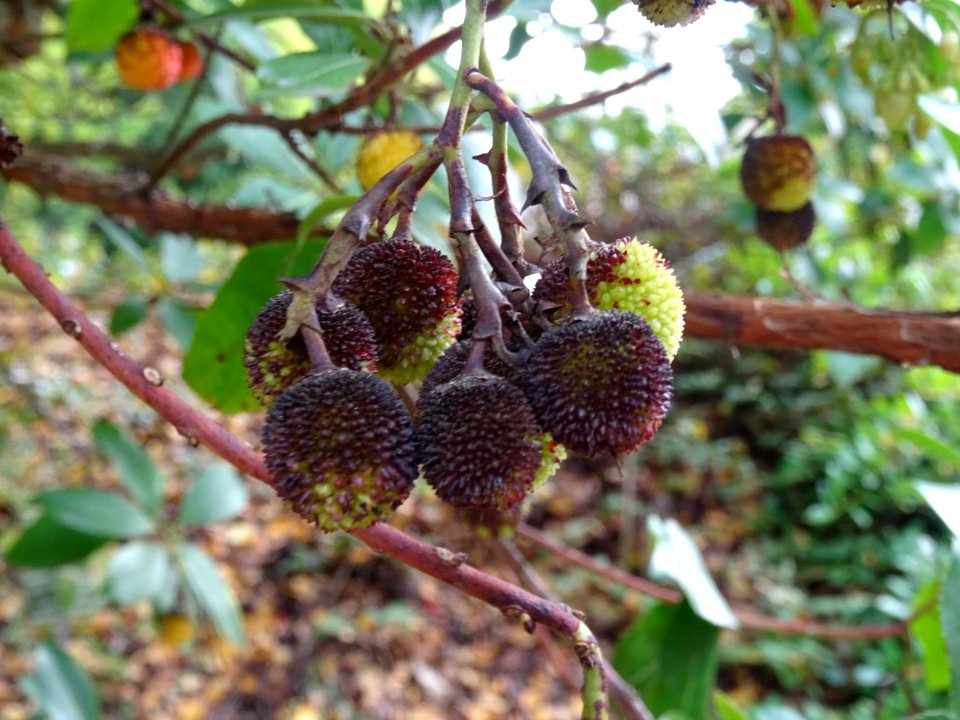 Arbousier hybride, Arbutus * andrachnoides ( A. unedo * A.… 